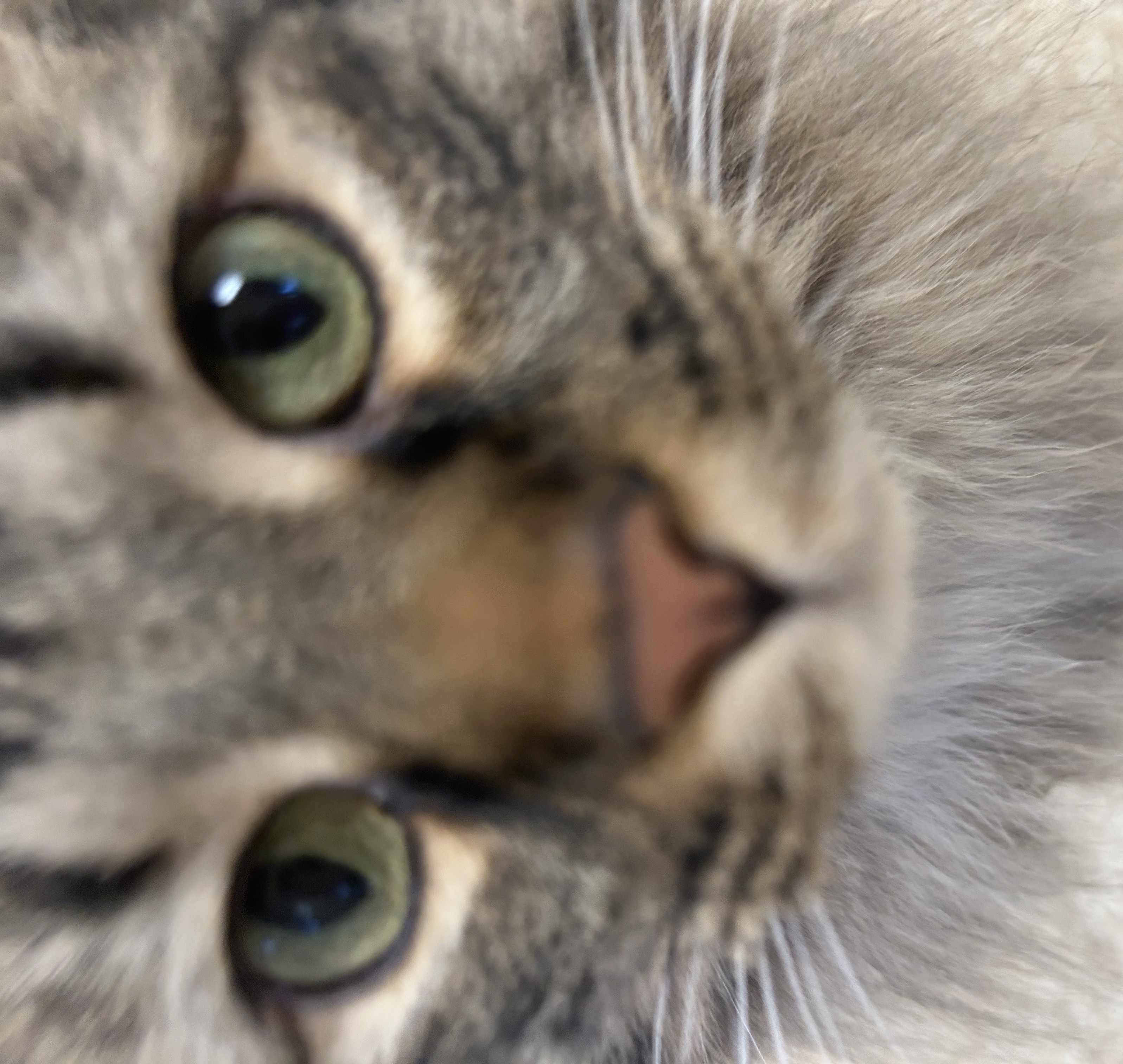 cat close to lens