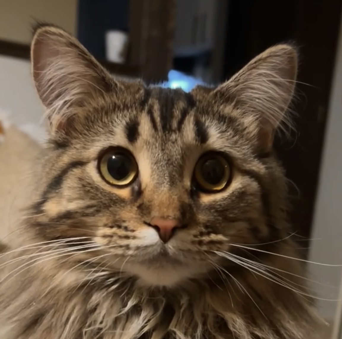 long-haired tabby cat